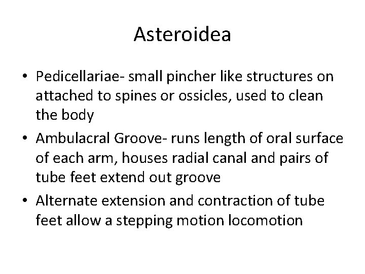 Asteroidea • Pedicellariae- small pincher like structures on attached to spines or ossicles, used