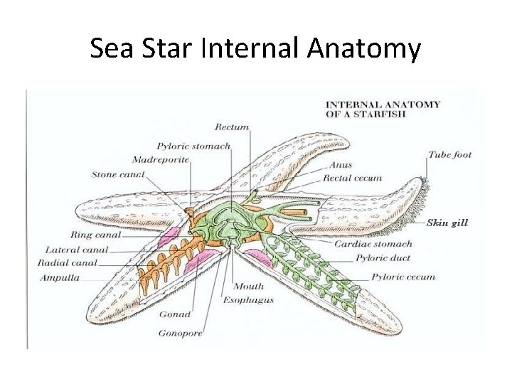Sea Star Internal Anatomy 