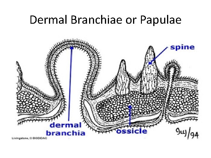 Dermal Branchiae or Papulae 