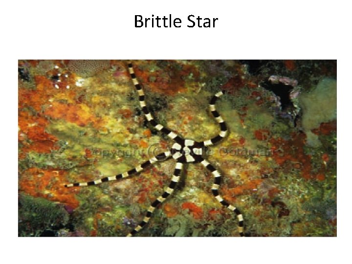 Brittle Star 