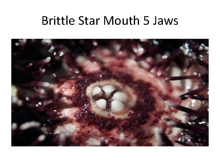 Brittle Star Mouth 5 Jaws 