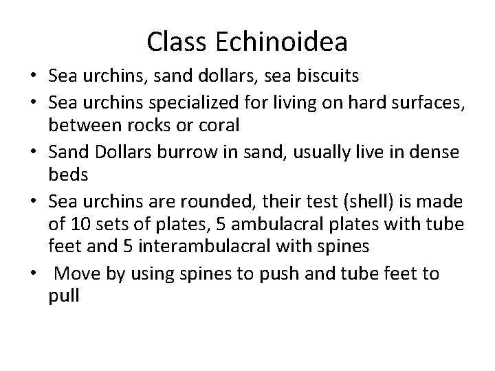 Class Echinoidea • Sea urchins, sand dollars, sea biscuits • Sea urchins specialized for