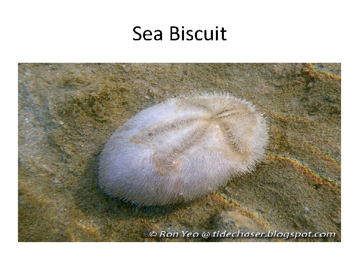 Sea Biscuit 