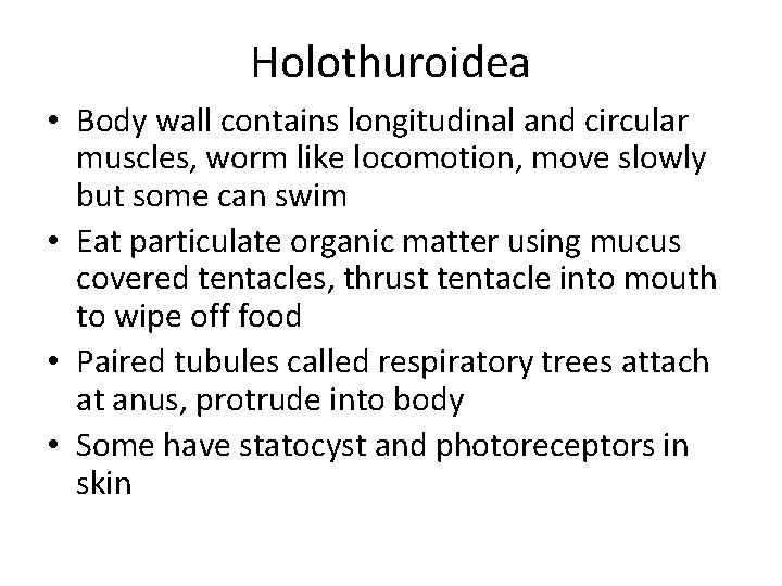 Holothuroidea • Body wall contains longitudinal and circular muscles, worm like locomotion, move slowly