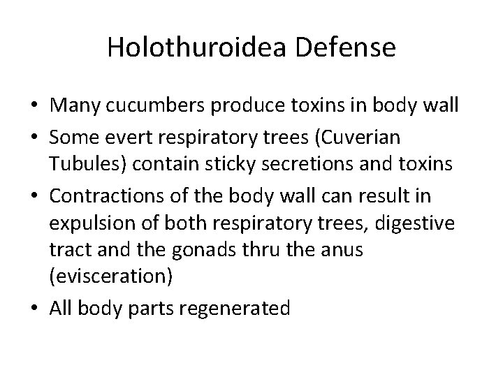 Holothuroidea Defense • Many cucumbers produce toxins in body wall • Some evert respiratory