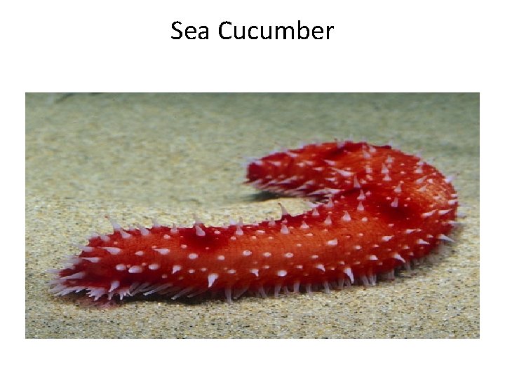 Sea Cucumber 