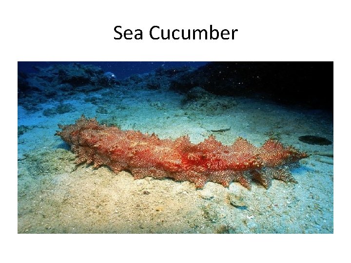 Sea Cucumber 