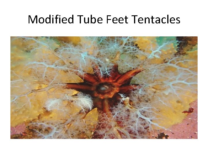 Modified Tube Feet Tentacles 