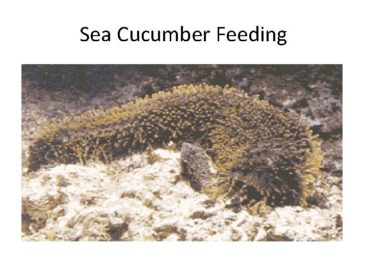 Sea Cucumber Feeding 