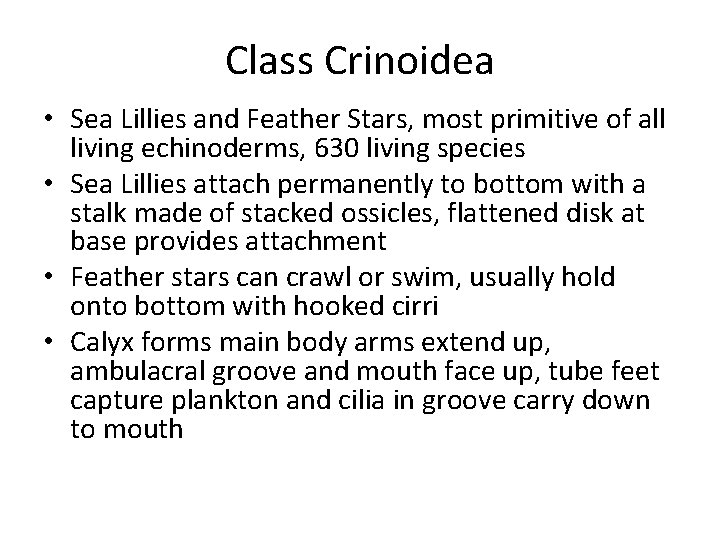 Class Crinoidea • Sea Lillies and Feather Stars, most primitive of all living echinoderms,