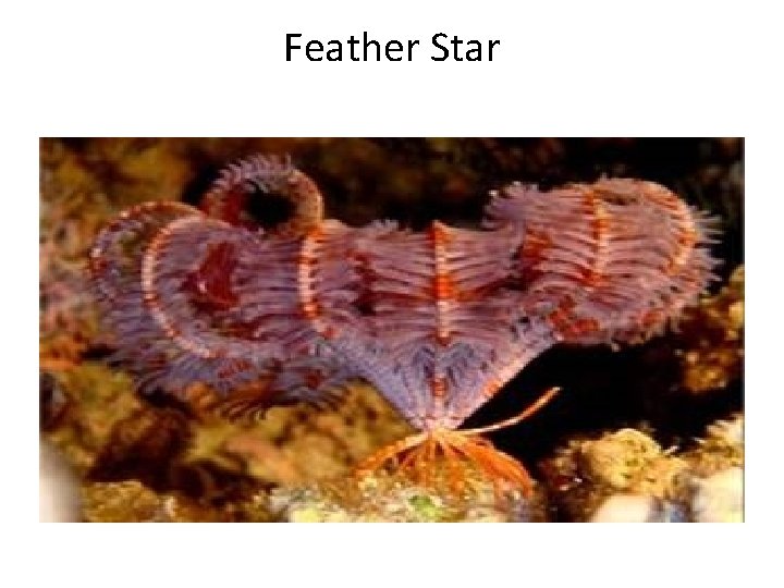 Feather Star 