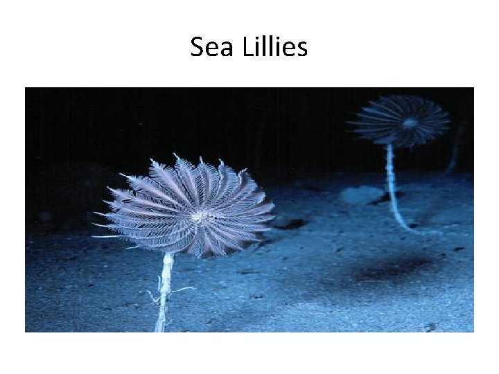 Sea Lillies 