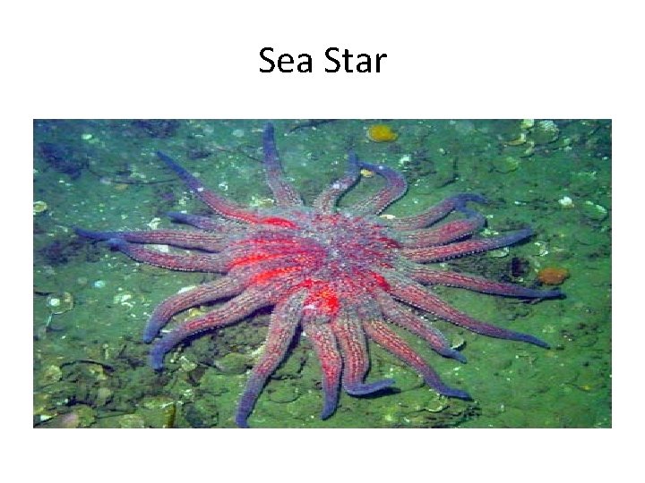 Sea Star 