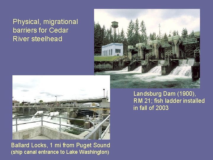 Physical, migrational barriers for Cedar River steelhead Landsburg Dam (1900), RM 21; fish ladder