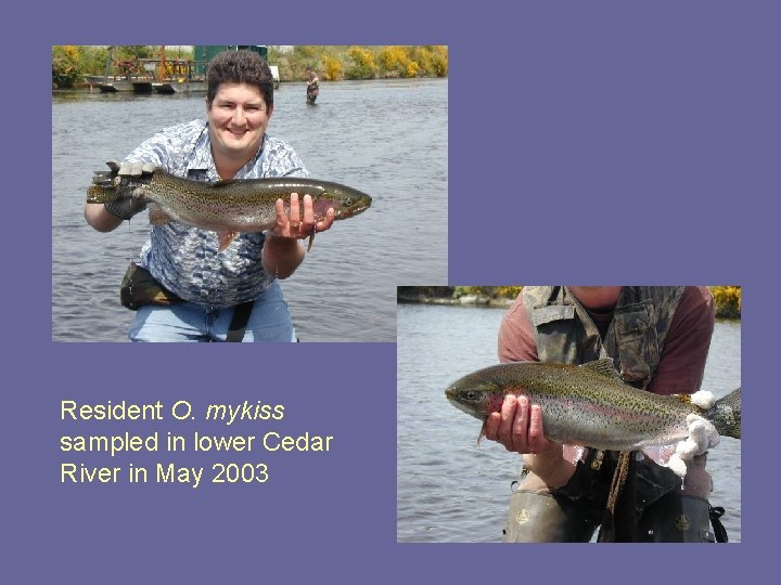 Resident O. mykiss sampled in lower Cedar River in May 2003 