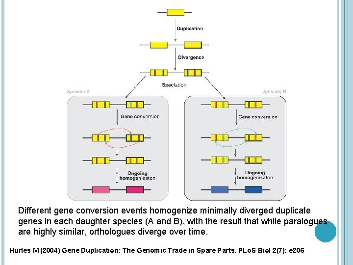 Different gene conversion events homogenize minimally diverged duplicate genes in each daughter species (A