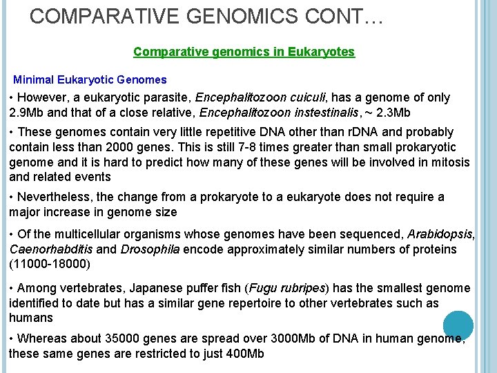 COMPARATIVE GENOMICS CONT… Comparative genomics in Eukaryotes Minimal Eukaryotic Genomes • However, a eukaryotic