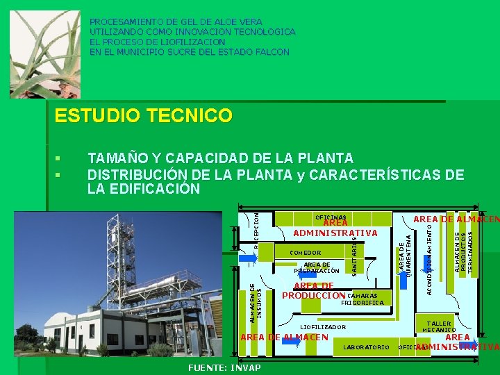 PROCESAMIENTO DE GEL DE ALOE VERA UTILIZANDO COMO INNOVACION TECNOLOGICA EL PROCESO DE LIOFILIZACION