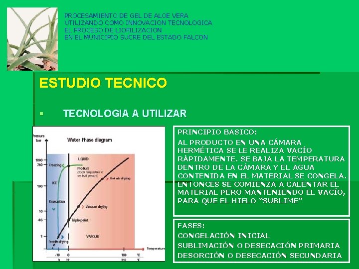 PROCESAMIENTO DE GEL DE ALOE VERA UTILIZANDO COMO INNOVACION TECNOLOGICA EL PROCESO DE LIOFILIZACION