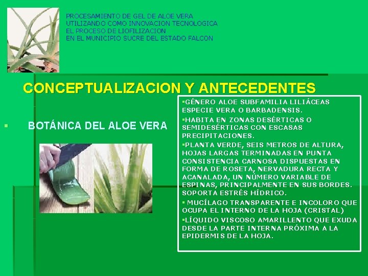 PROCESAMIENTO DE GEL DE ALOE VERA UTILIZANDO COMO INNOVACION TECNOLOGICA EL PROCESO DE LIOFILIZACION