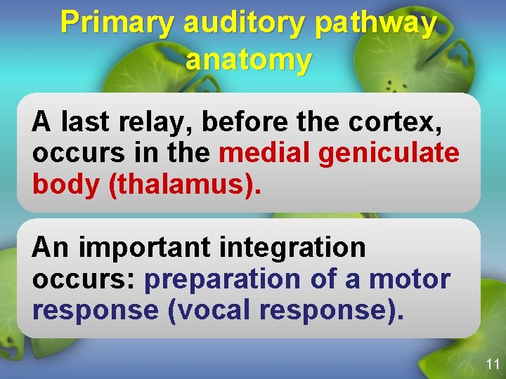 Primary auditory pathway anatomy A last relay, before the cortex, occurs in the medial