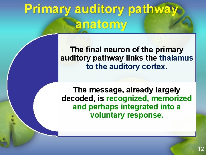 Primary auditory pathway anatomy The final neuron of the primary auditory pathway links the