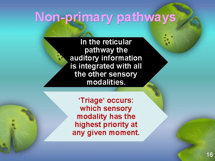 Non-primary pathways In the reticular pathway the auditory information is integrated with all the