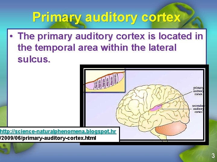 Primary auditory cortex • The primary auditory cortex is located in the temporal area