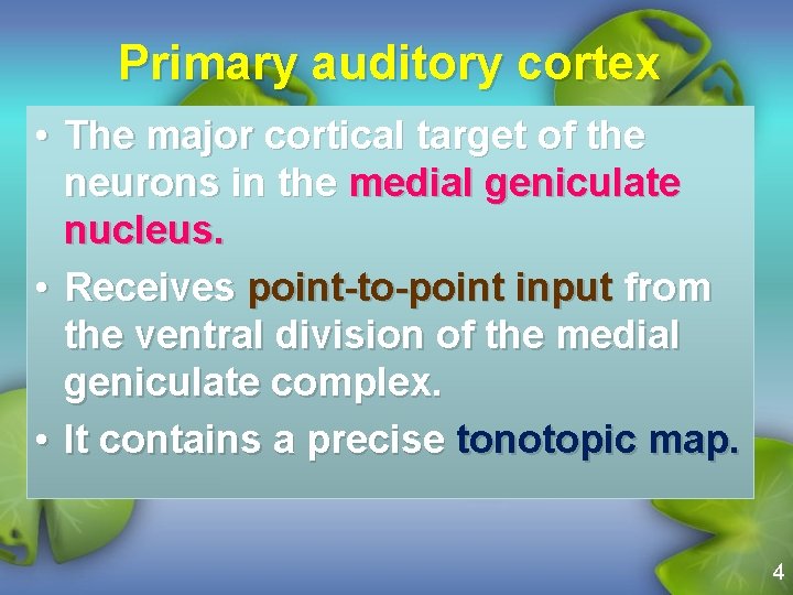 Primary auditory cortex • The major cortical target of the neurons in the medial