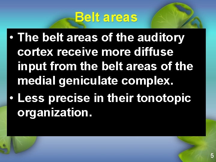 Belt areas • The belt areas of the auditory cortex receive more diffuse input