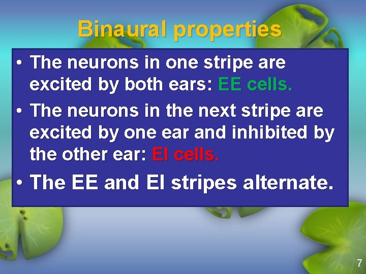 Binaural properties • The neurons in one stripe are excited by both ears: EE