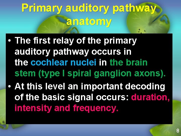 Primary auditory pathway anatomy • The first relay of the primary auditory pathway occurs