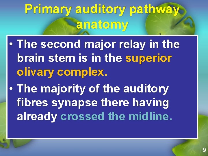 Primary auditory pathway anatomy • The second major relay in the brain stem is