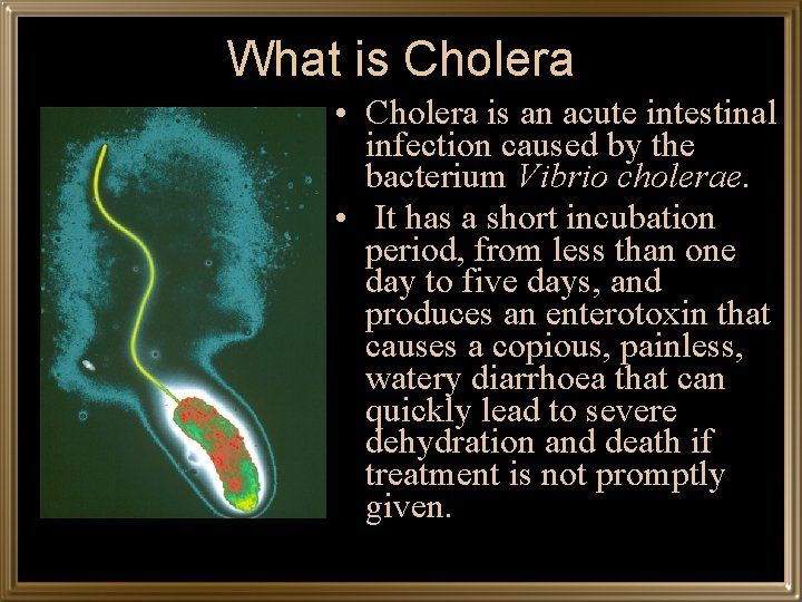 What is Cholera • Cholera is an acute intestinal infection caused by the bacterium