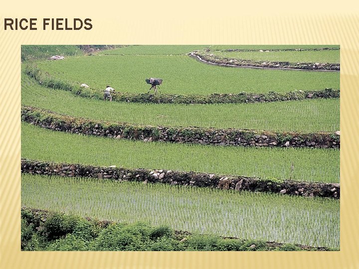 RICE FIELDS 