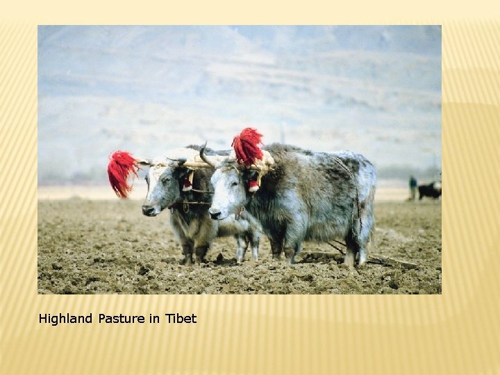 Highland Pasture in Tibet 