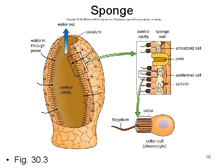 Sponge • Fig. 30. 3 10 