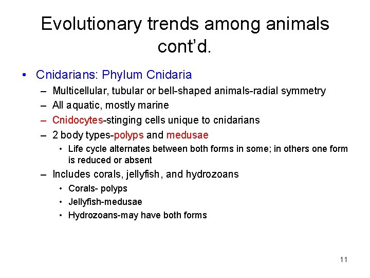Evolutionary trends among animals cont’d. • Cnidarians: Phylum Cnidaria – – Multicellular, tubular or