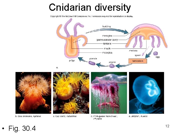 Cnidarian diversity • Fig. 30. 4 12 