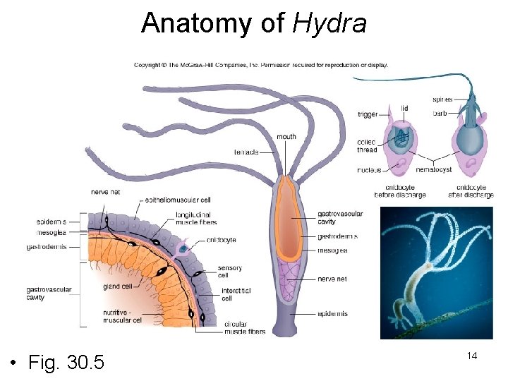 Anatomy of Hydra • Fig. 30. 5 14 