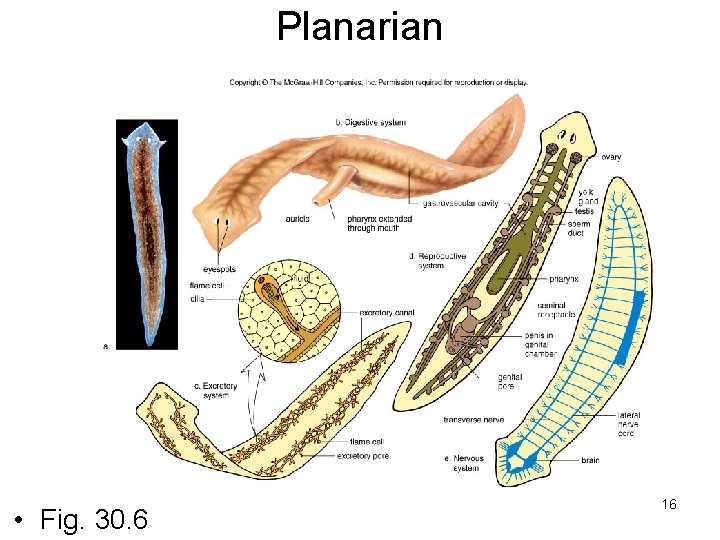 Planarian • Fig. 30. 6 16 