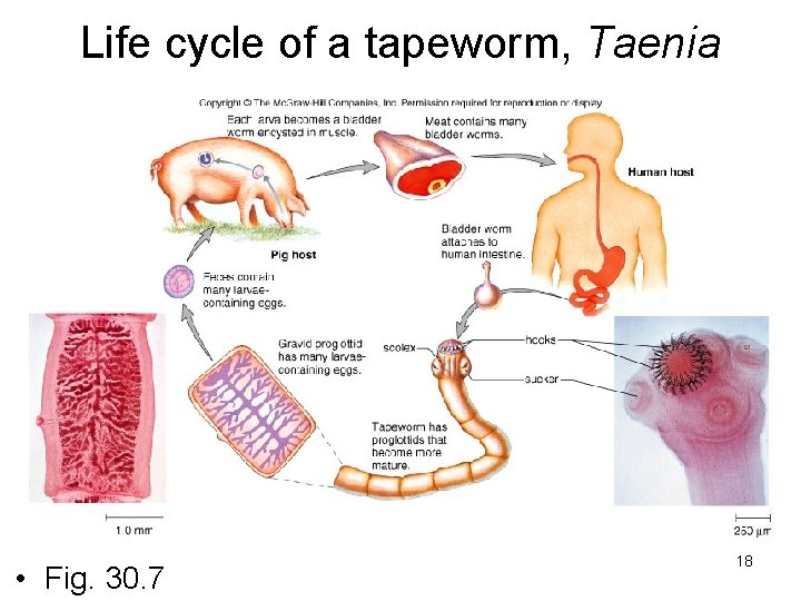 Life cycle of a tapeworm, Taenia • Fig. 30. 7 18 