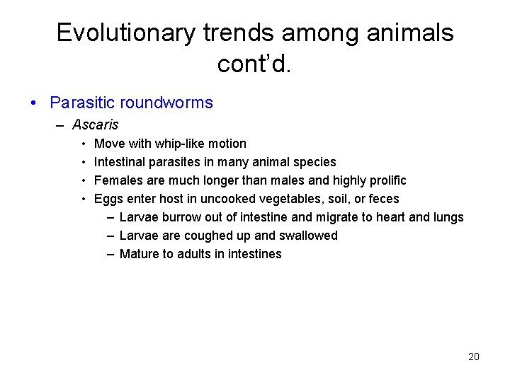 Evolutionary trends among animals cont’d. • Parasitic roundworms – Ascaris • • Move with