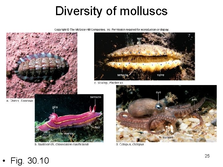 Diversity of molluscs • Fig. 30. 10 25 