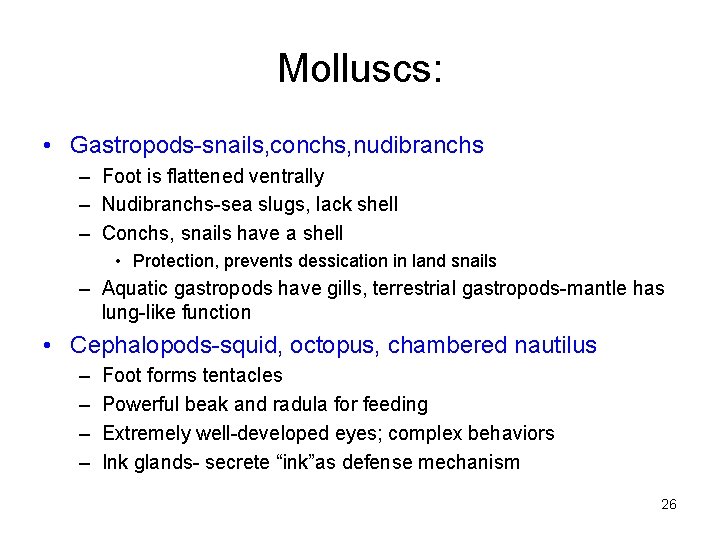 Molluscs: • Gastropods-snails, conchs, nudibranchs – Foot is flattened ventrally – Nudibranchs-sea slugs, lack