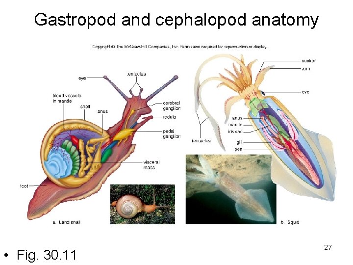 Gastropod and cephalopod anatomy • Fig. 30. 11 27 