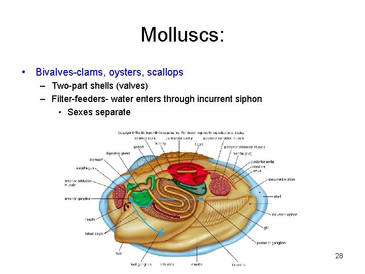 Molluscs: • Bivalves-clams, oysters, scallops – Two-part shells (valves) – Filter-feeders- water enters through