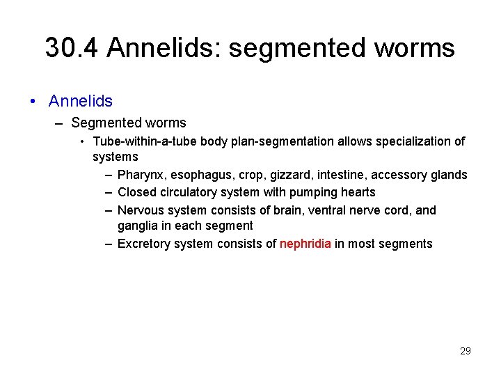 30. 4 Annelids: segmented worms • Annelids – Segmented worms • Tube-within-a-tube body plan-segmentation