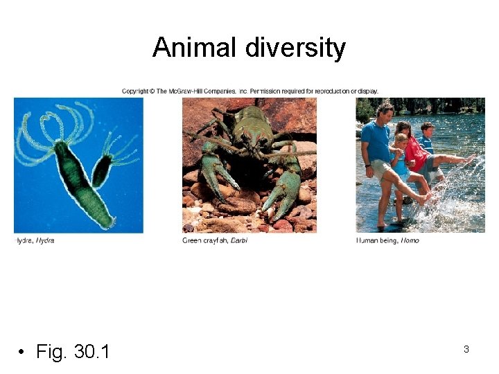 Animal diversity • Fig. 30. 1 3 