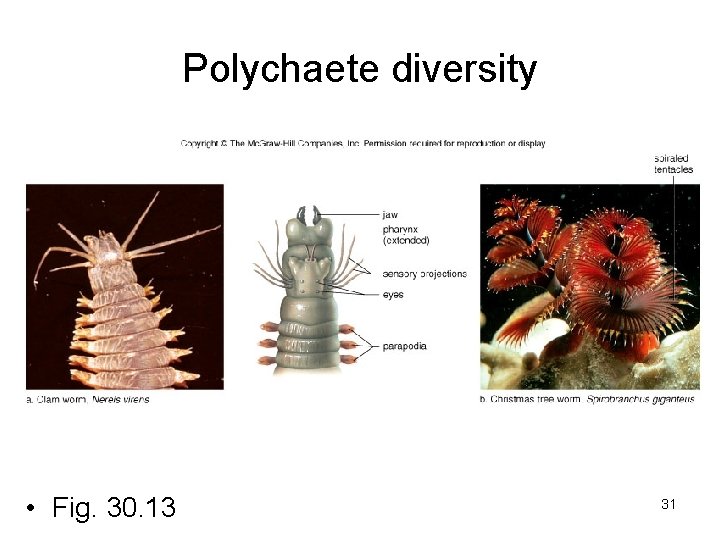 Polychaete diversity • Fig. 30. 13 31 